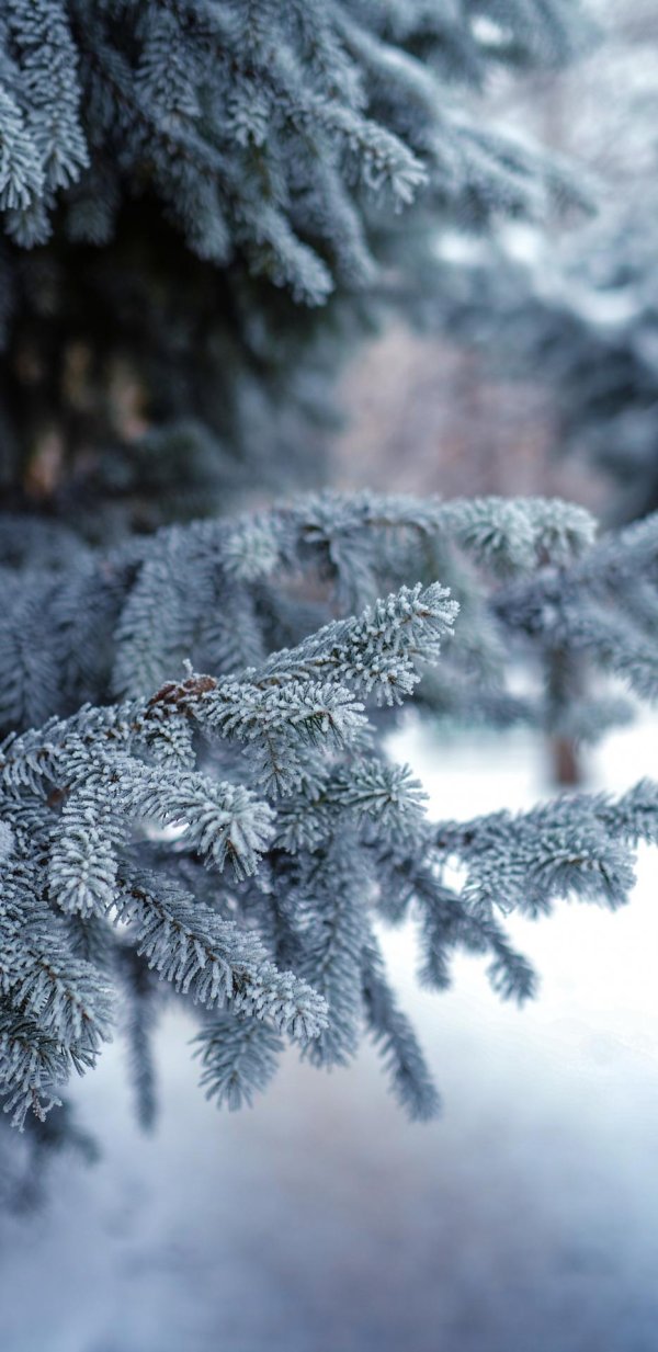 заснеженная ель