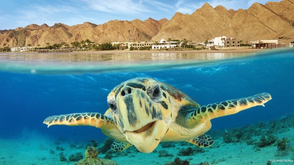 черепаха морская