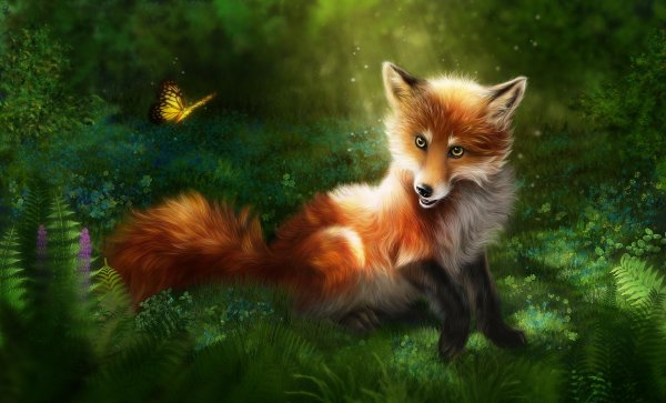 красивые рисунки лисы