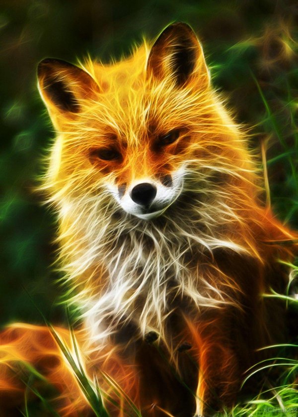 огненный лис