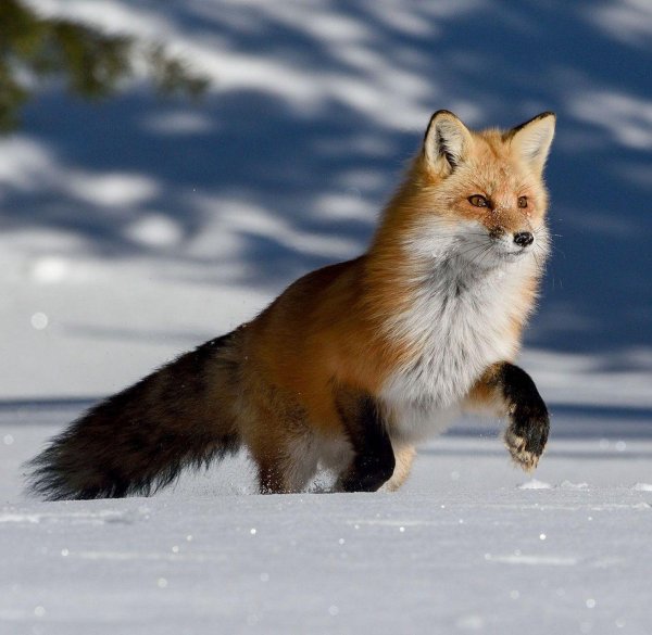 обыкновенная лисица