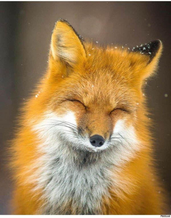 лисичка патрикеевна