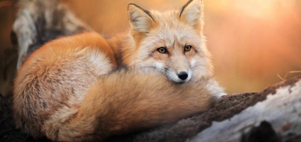 обыкновенная лисица