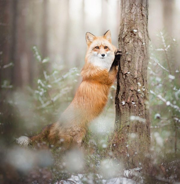 лисица в лесу