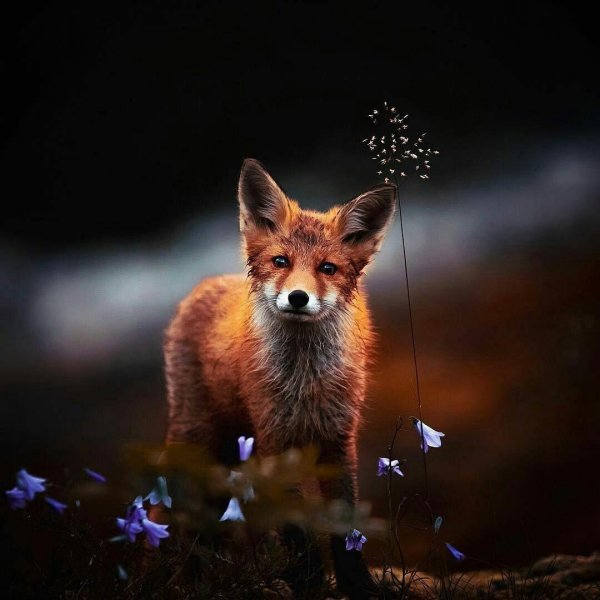 красивые лисы