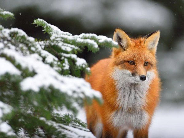 лисичка патрикеевна полярная