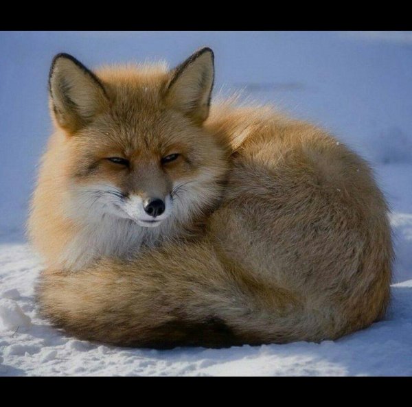 обыкновенная лисица