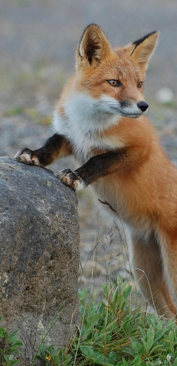 лисенок животные