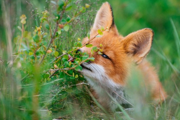 лисица летом