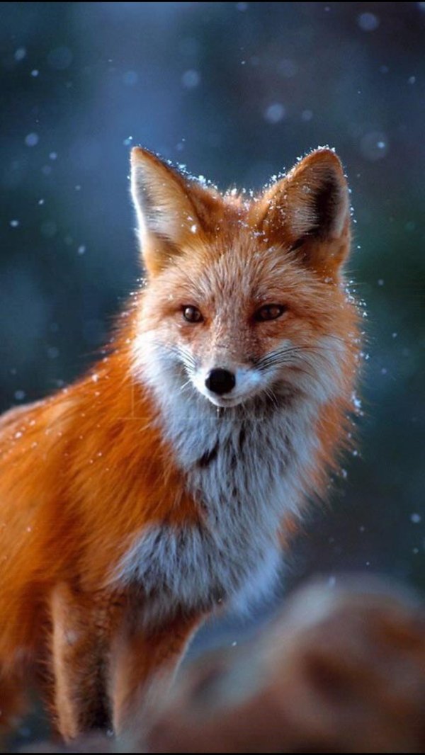 лисица красивая