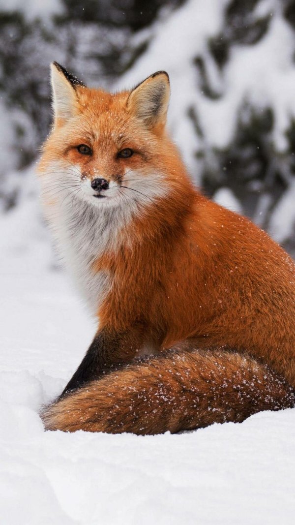 обыкновенная лисица