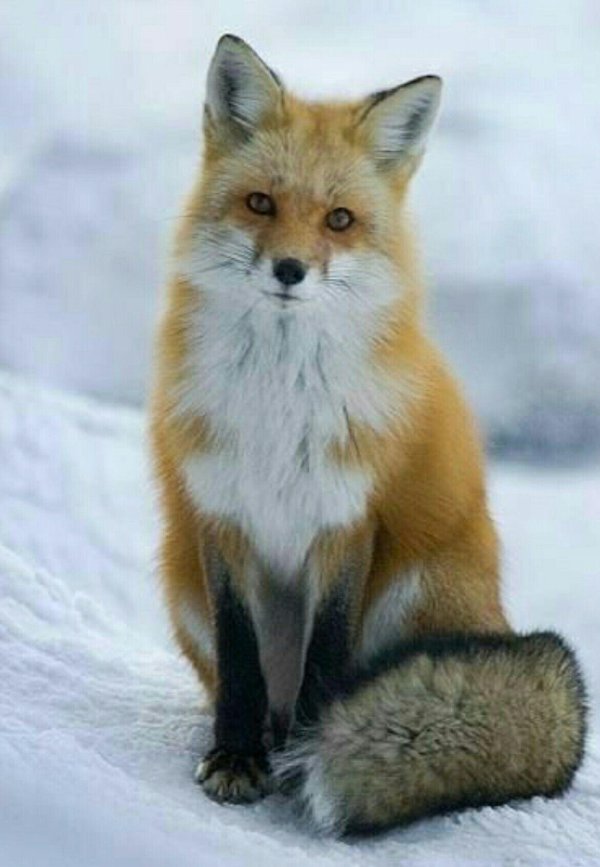 лисичка патрикеевна полярная