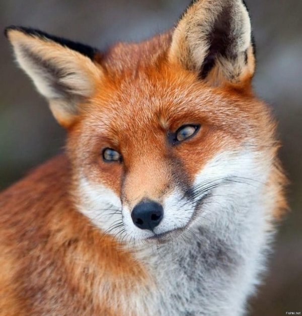 лисий фокс