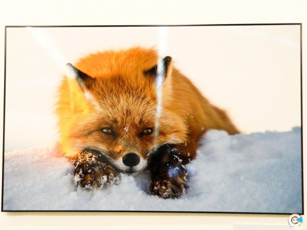 семаргл огненный волк