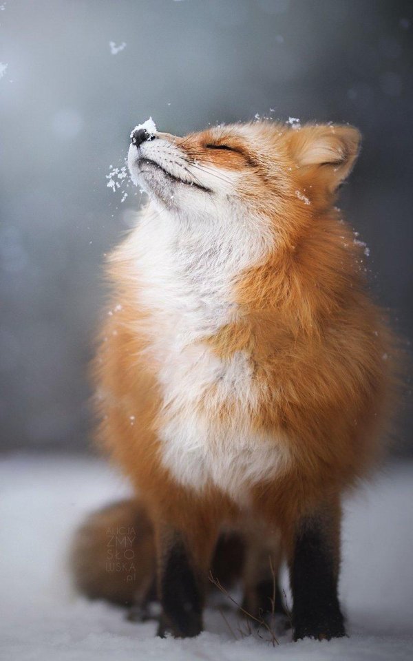 лиса зима