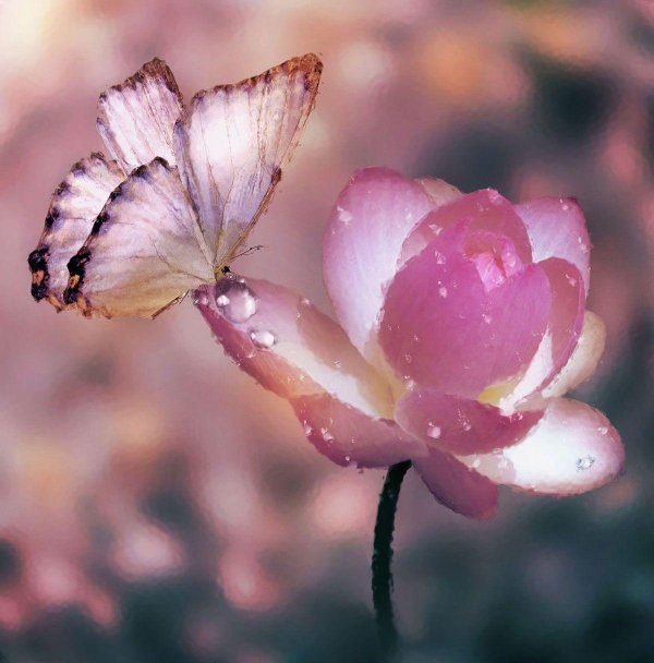 нежные цветочки