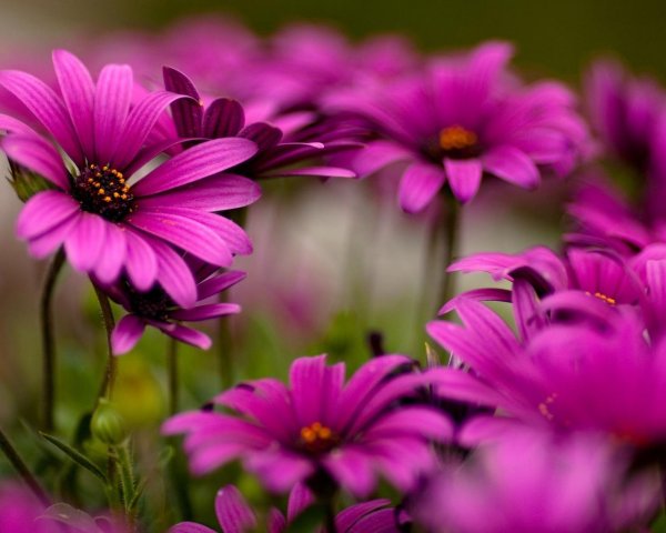 красивые цветочки