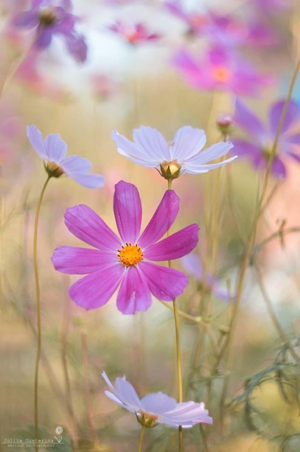 космея поле