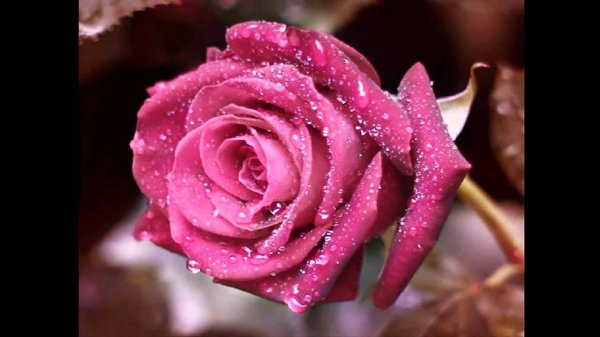 розы блестящие