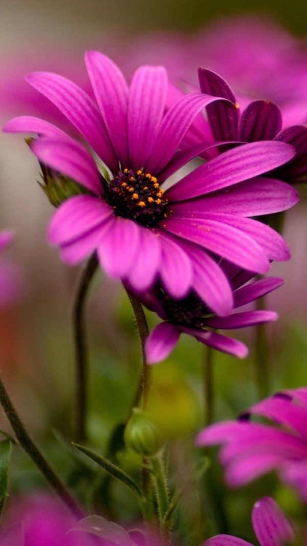 фиолетовые цветки