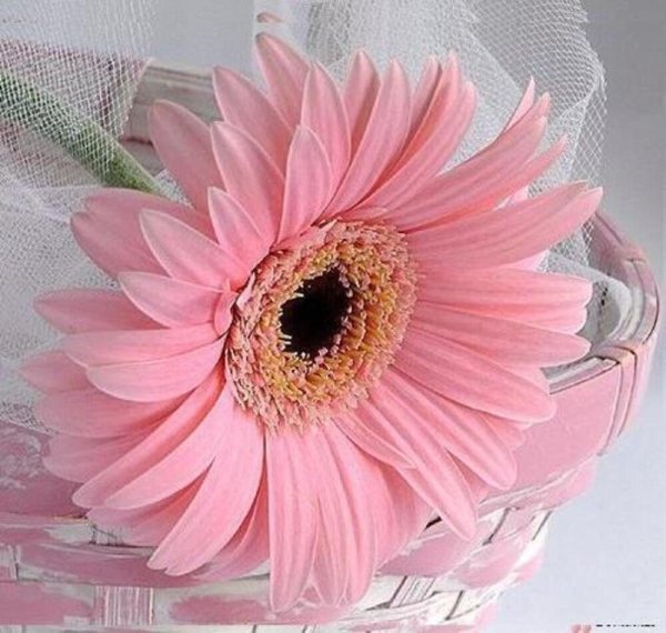 герберы открытка