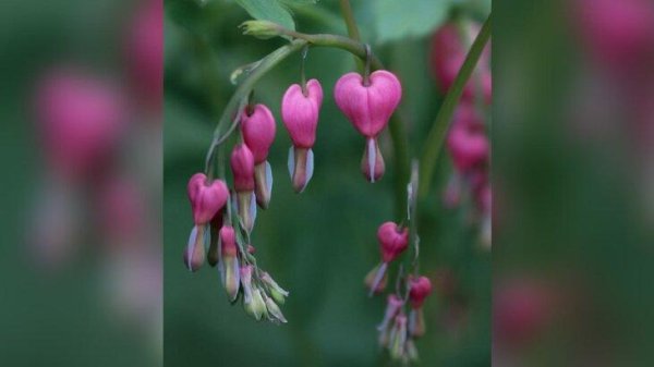 дицентра великолепная