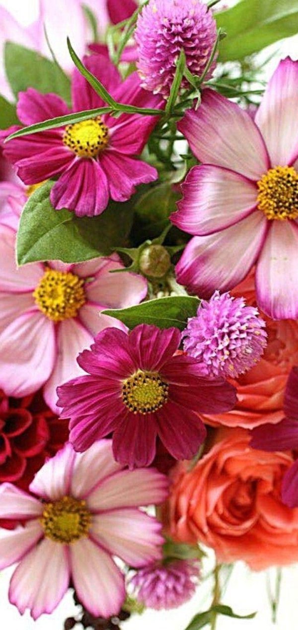 космея пикоти