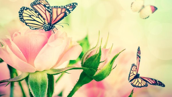бабочки на розовых цветах
