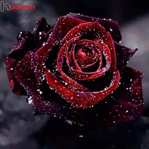 бордовая роза