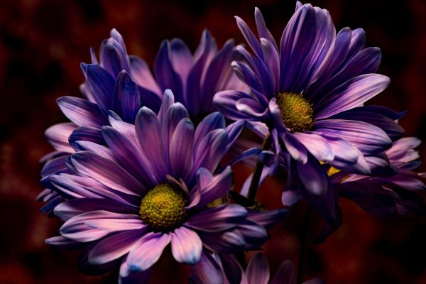 хризантемы сиреневые