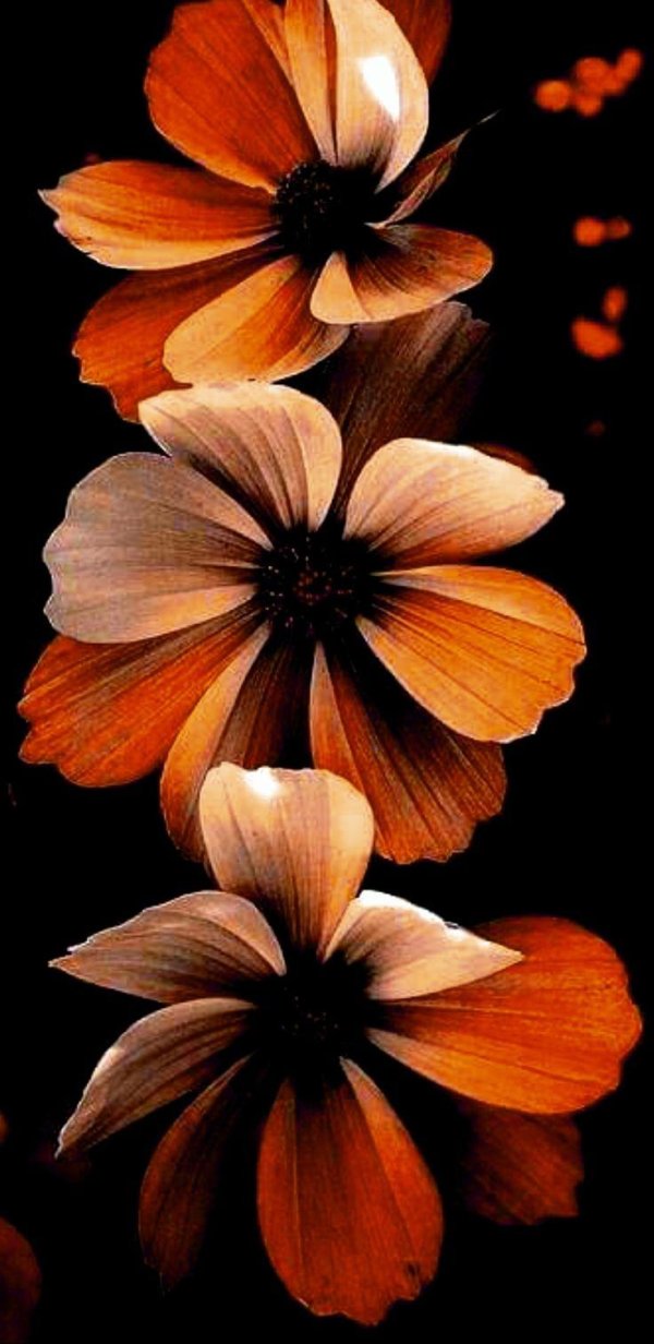 цветок красочный