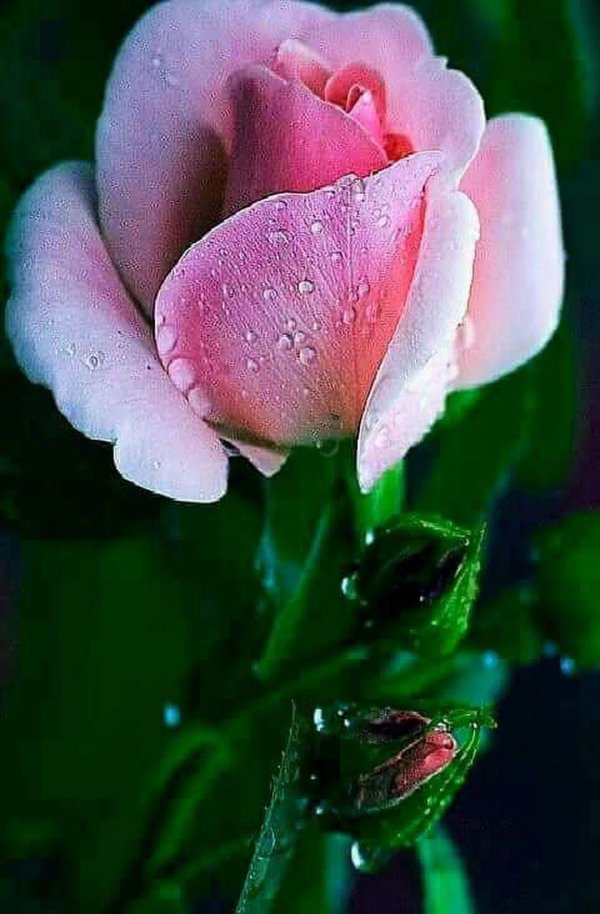 роза розовая