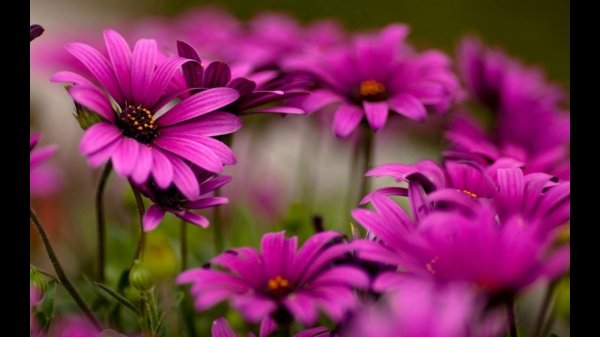 красивые цветочки