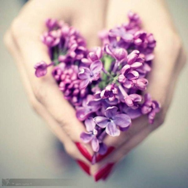 сирень сирень