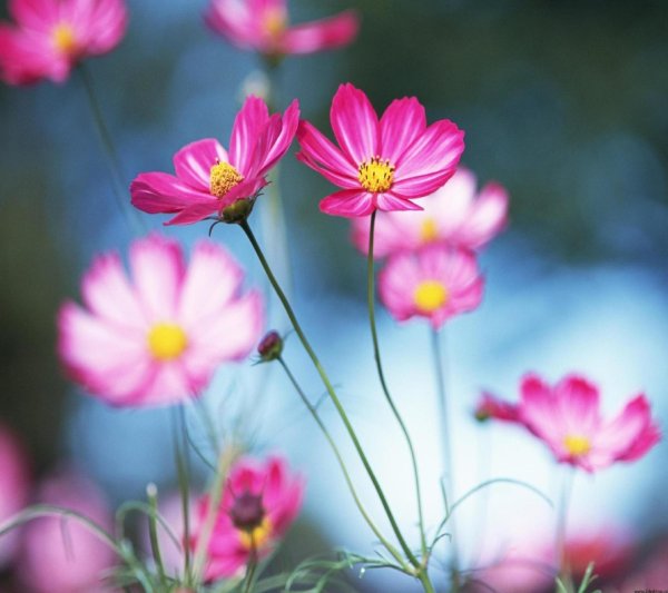 cosmos flower