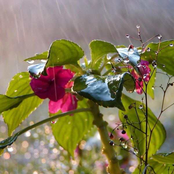 цветы после дождя