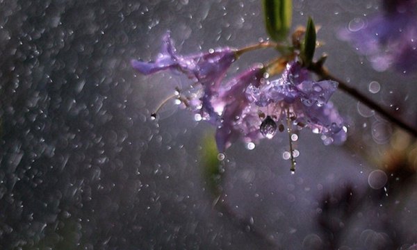 дождливая весна