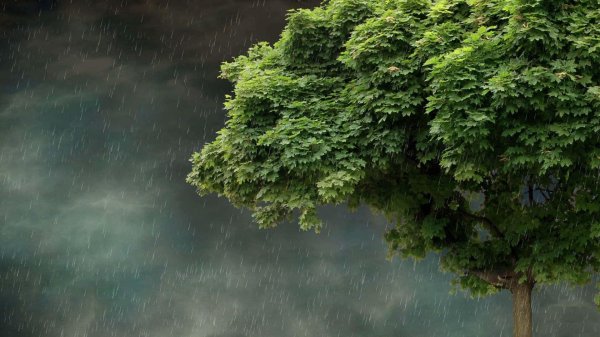 дерево под дождем