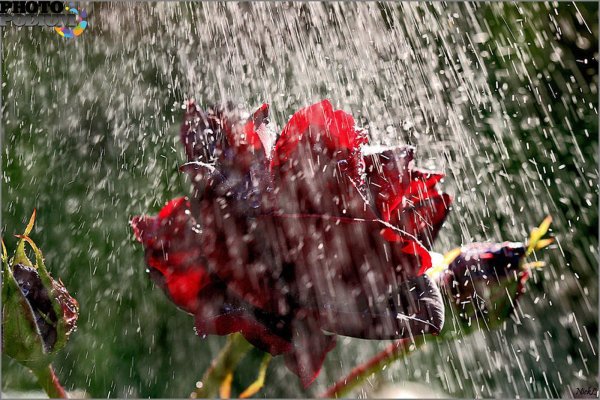 роза под дождем