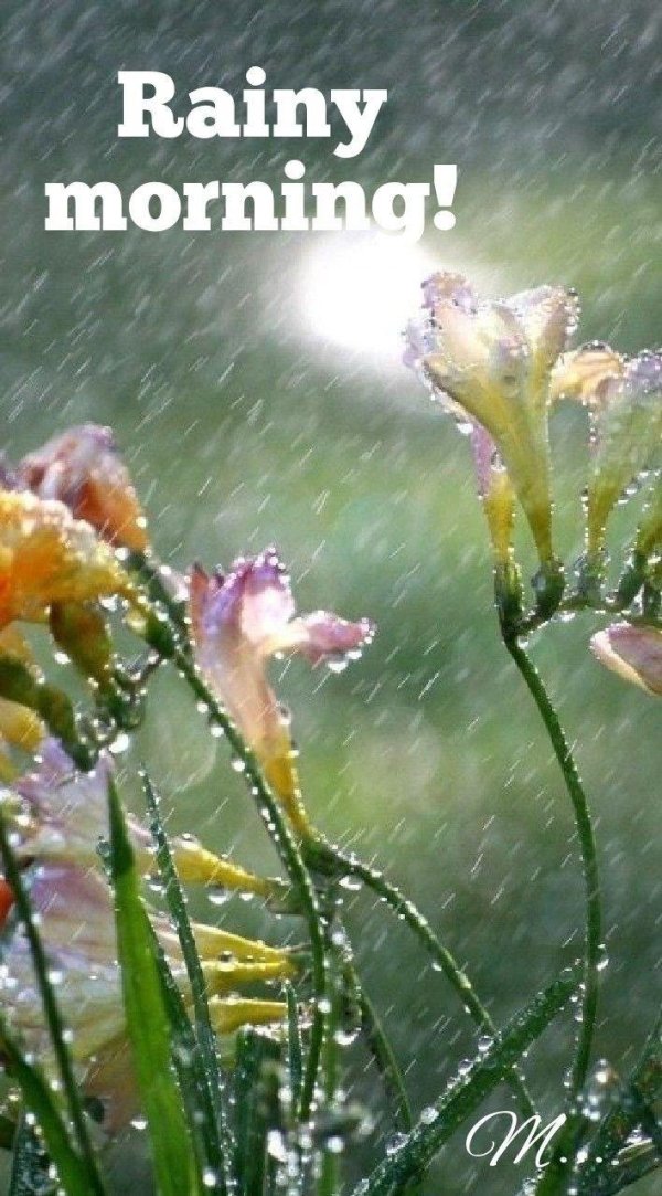 доброго дождливого летнего утра