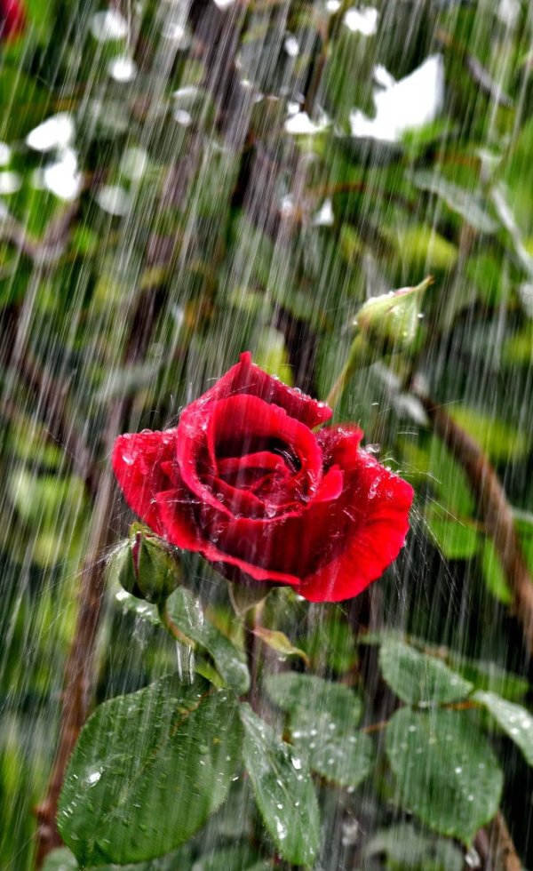 красивая роза