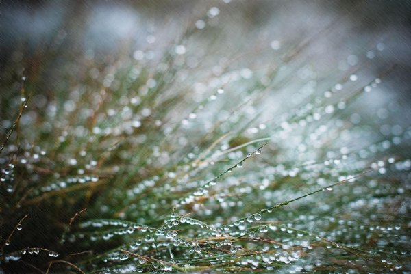 с утренней росой