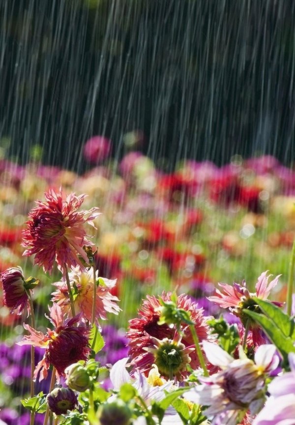 летние цветы