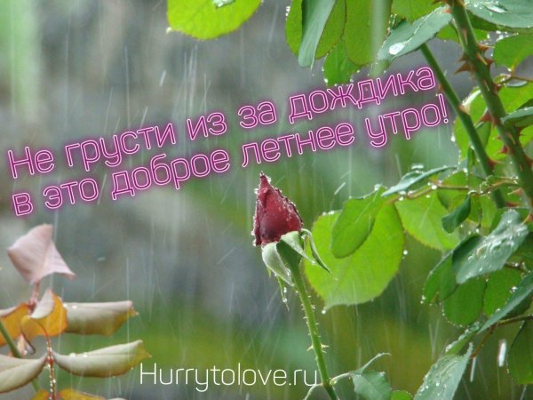 роза под дождем