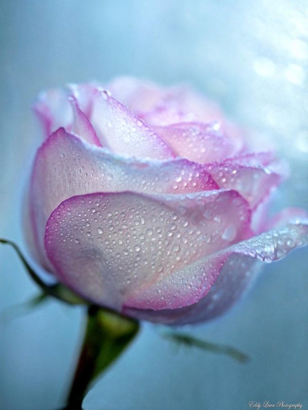 нежный цветок