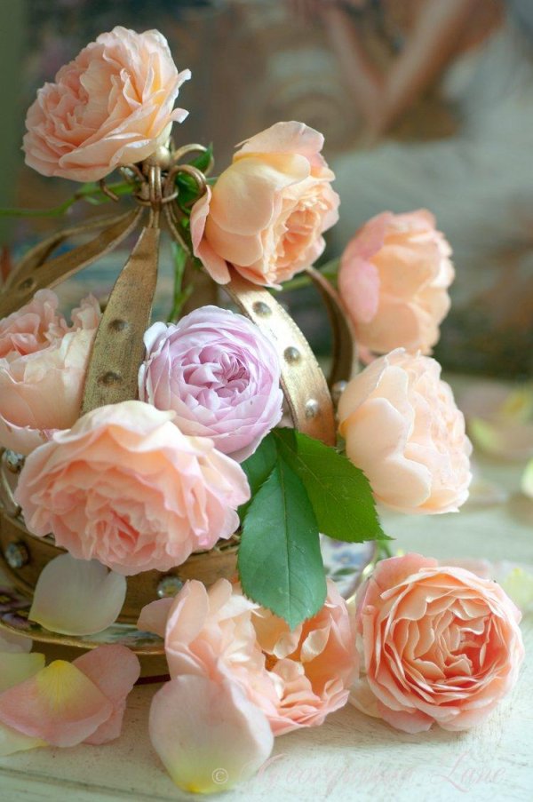 красивые нежные розы