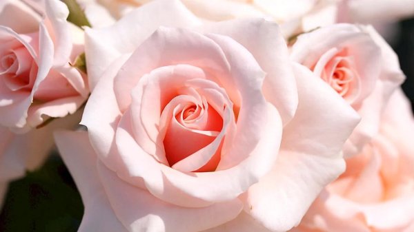 роза чайно гибридная ангажемент