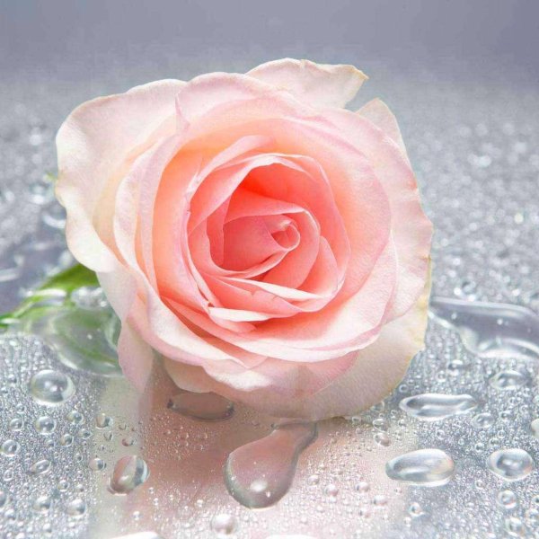 роза красивая