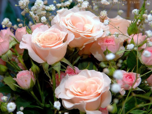 шикарные цветы