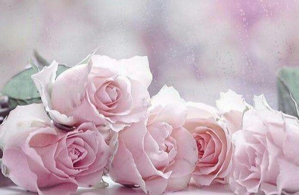 нежно розовые цветы